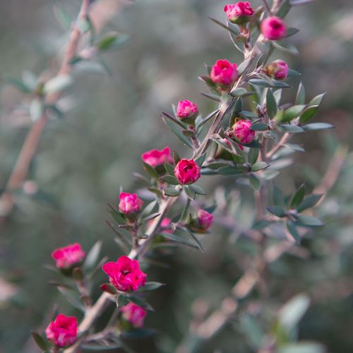 LEPTOSPERMUM